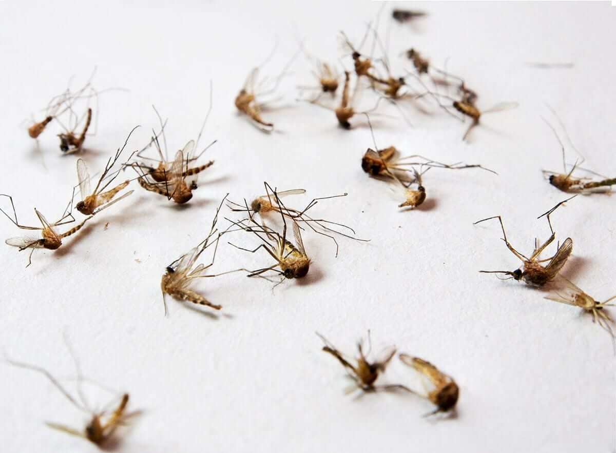 A few dozen dead mosquitos lying on a surface.