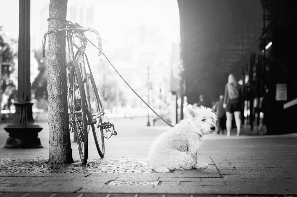 how to help a dog with anxiety when meeting people