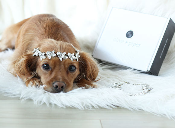 National Cupcake Day | olive + piper Office Pup Oliver 