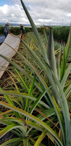 seed planting next to pineapple