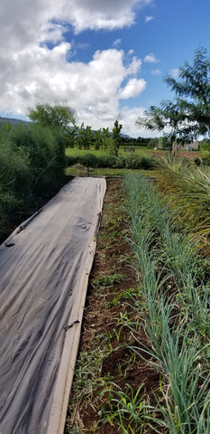 intercropped wheat planting in Hawaii