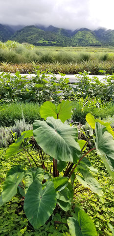 Taro planted with other crops in Hawaii farms