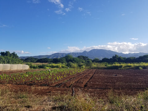 hawaiian farming field