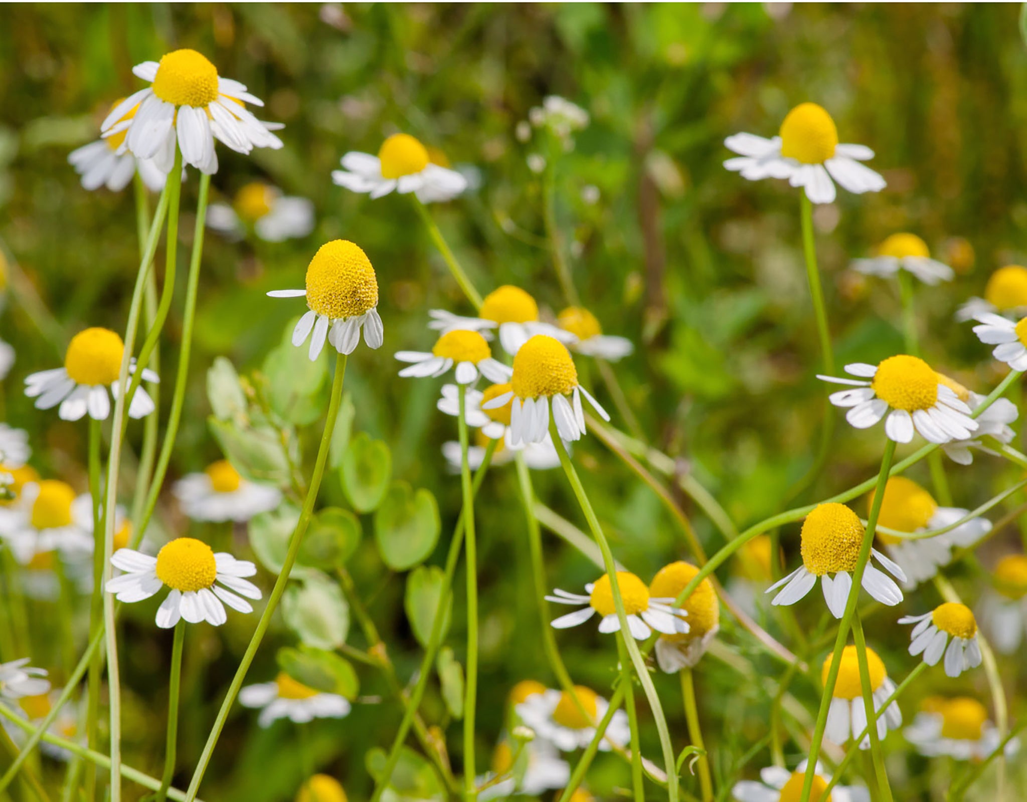 Closeup of chamomile flowers in a field