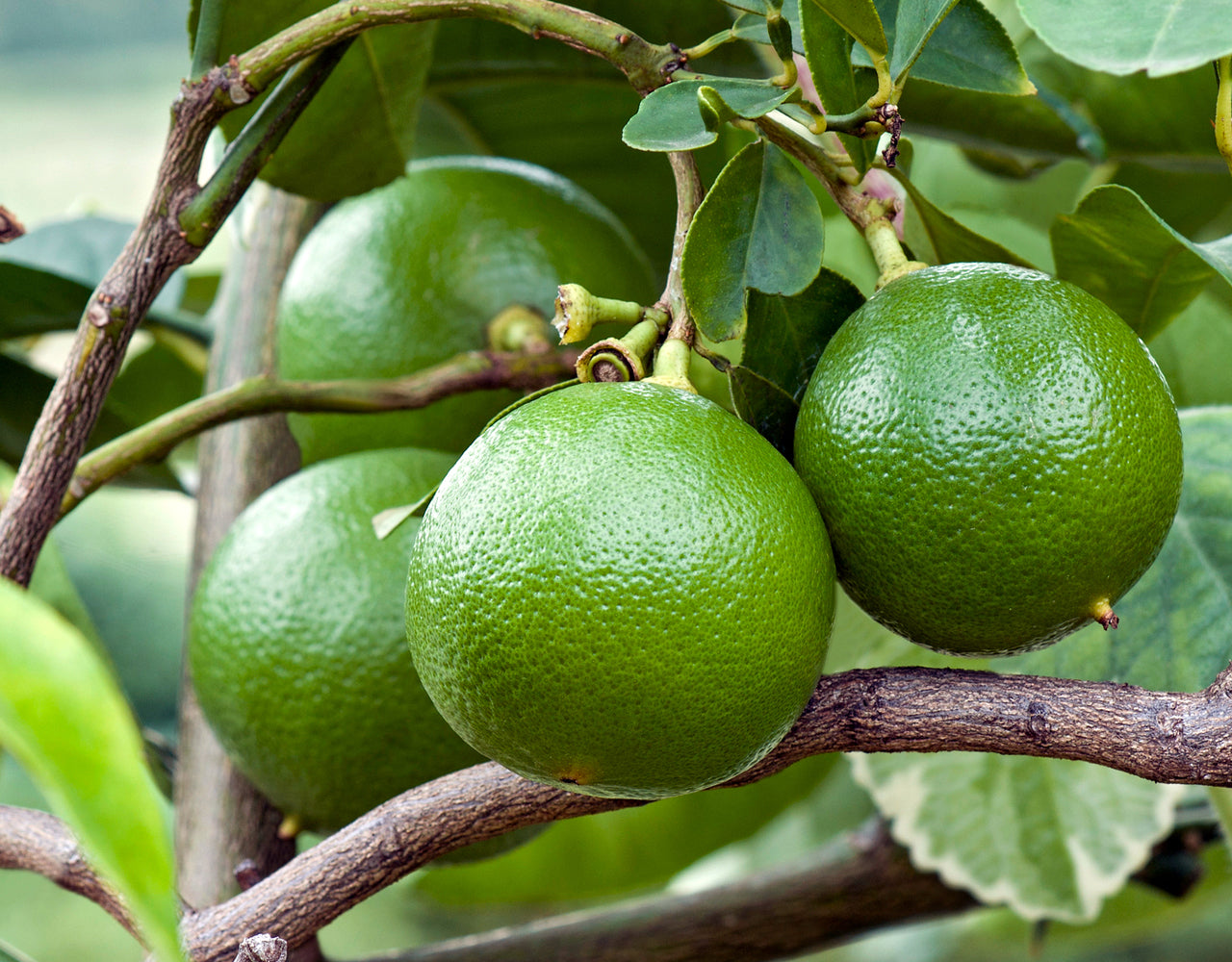 Close-up photo of bright green limes on a lime tree, with branches and leaves