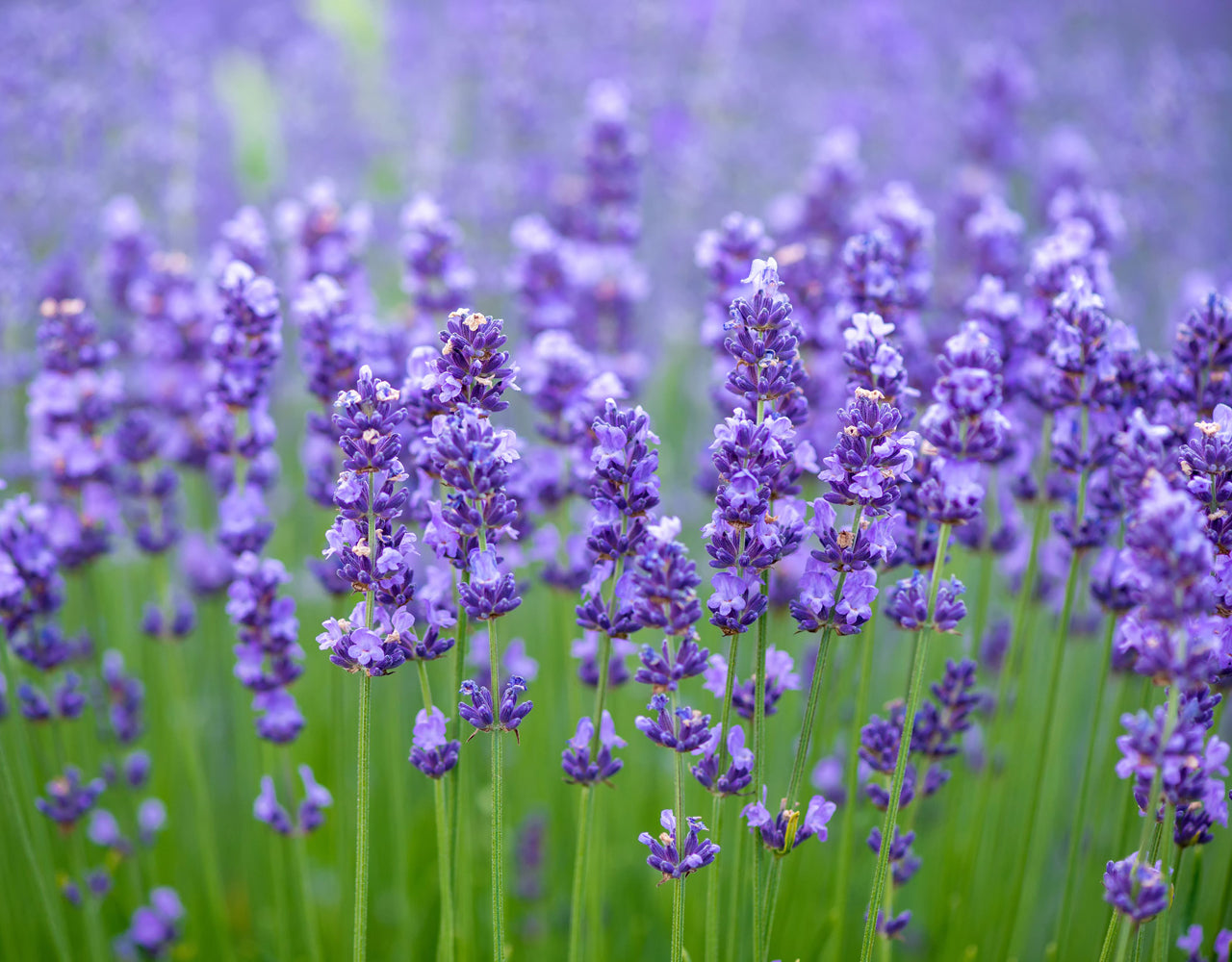 Close-up of lavender flowers in a large field of lavender plants