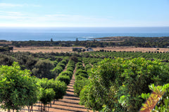 Carob Orchard Views to Pt Elliot Beach