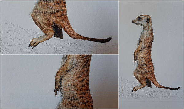 meerkat watercolour work in progress 