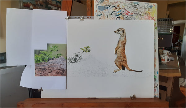 meerkat watercolour work in progress 