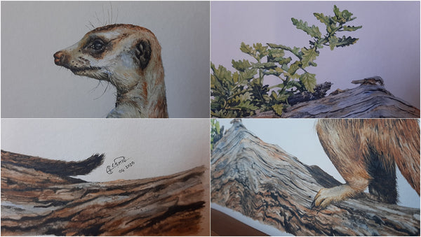 meerkat watercolour details