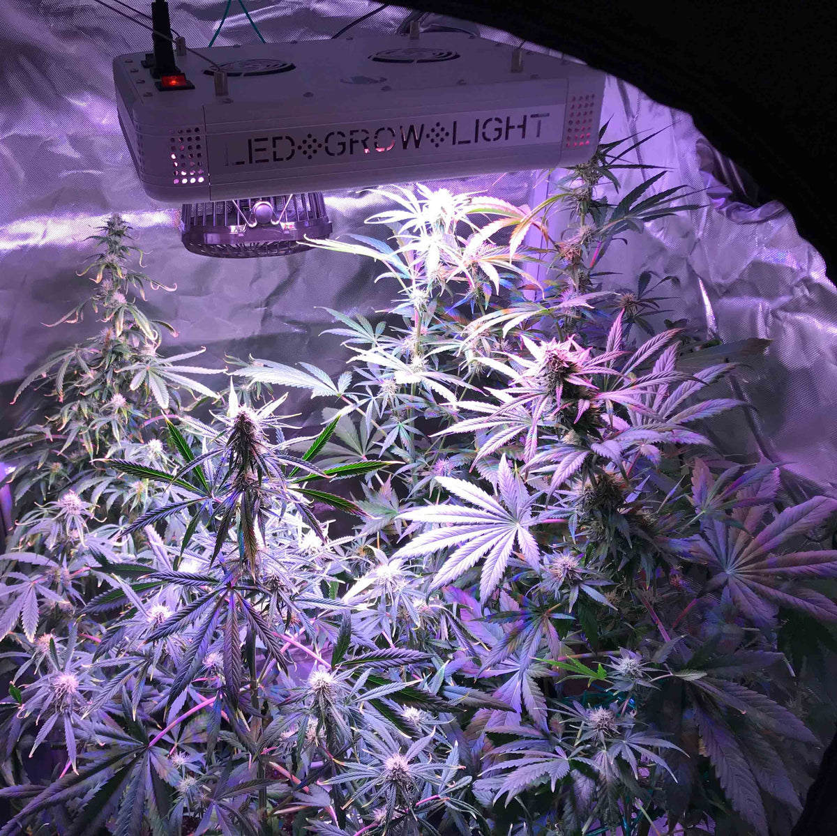 Buy feminized marijuana plant safe