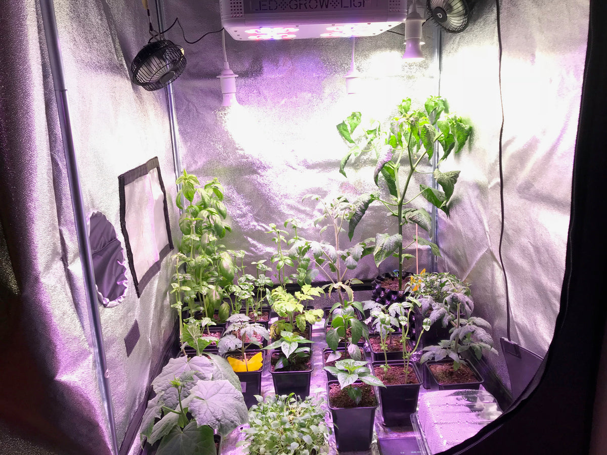 using-aluminum-foil-to-reflect-light-for-plants