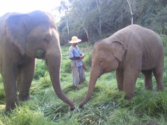 Bua Thong and Rueang Cay