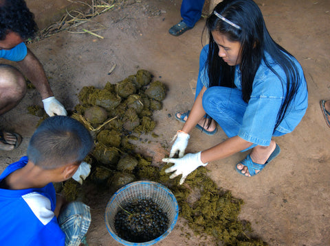 Black Ivory Coffee workers sort coffee beans out of elephant dung. Michael Sullivan/NPR