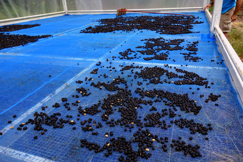 Blake Dinkin sources his Arabica beans from hill tribes in the north of Thailand. The drying process is long, and the roasting process is precise. Michael Sullivan/NPR