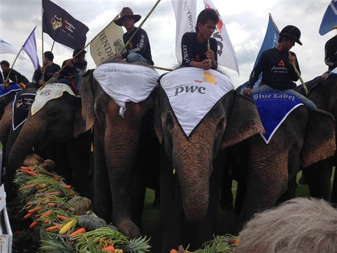 Elephants enjoy a meal after a pachyderm polo tournament in Bangkok, Thailand.
