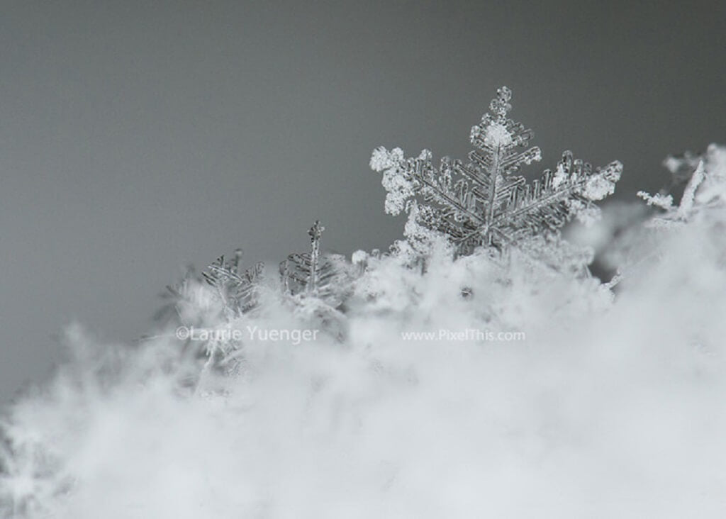 Macro Photography Snowflakes