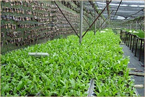 One of the production farms of Puentespina Orchids and Tropical Plants Inc.