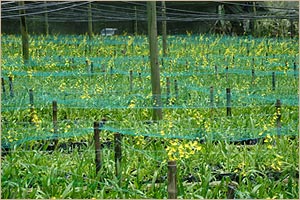 One of the production farms of Puentespina Orchids and Tropical Plants Inc.