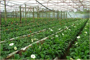 One of the production farms of Puentespina Orchids and Tropical Plants Inc.