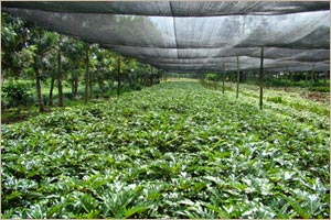 One of the production farms of Puentespina Orchids and Tropical Plants Inc.