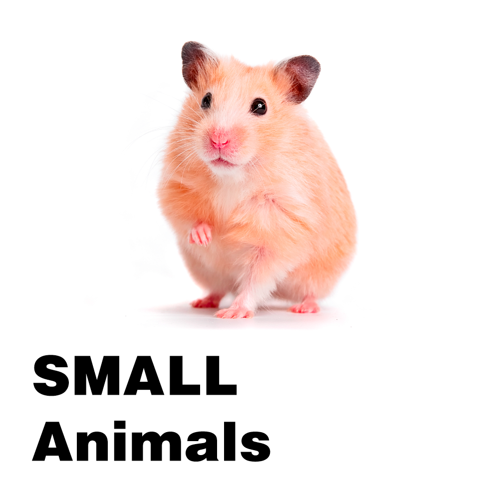 Small Animals – Carolina Aquatics