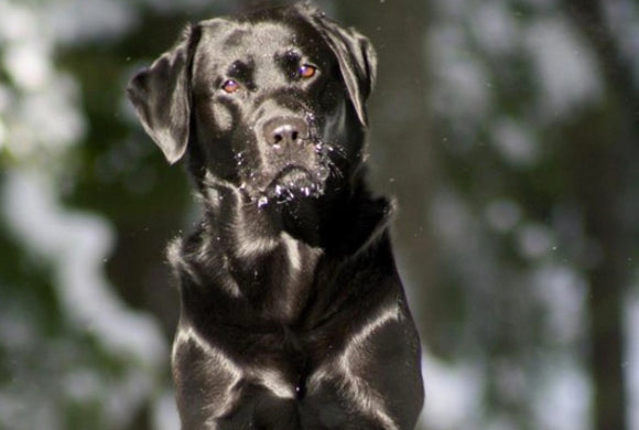 Black dog with shiny coat