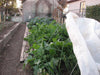 Row Cover for Winter Gardening