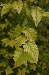 Iron Chlorsis in Leaves