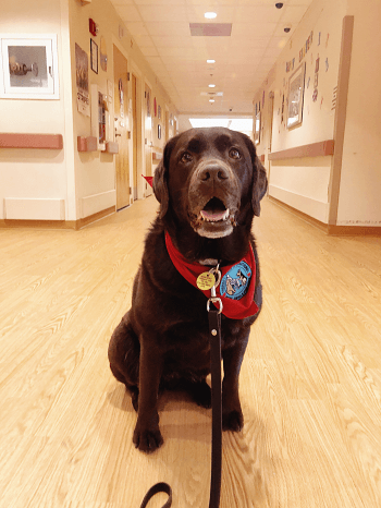 how do you certify your dog as a therapy dog