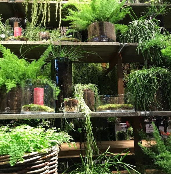 Greenery Faux Plants Gaudion Furniture 