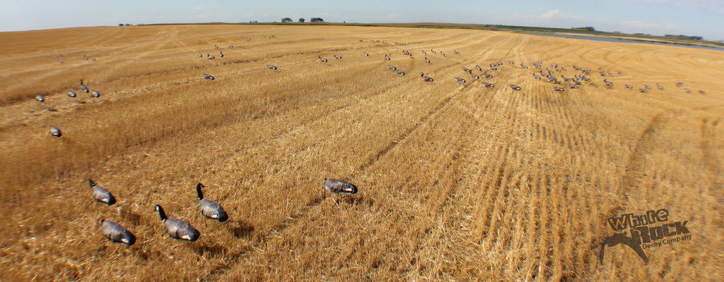 Canada Goose Windsock Decoy Spread