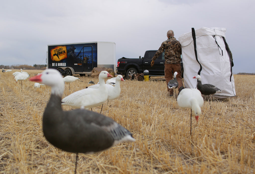 Snow Goose Decoys