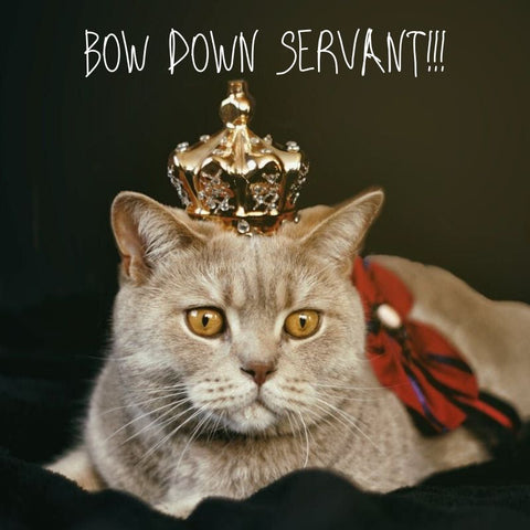 Cat with crown on and text that states: Bow down servant!