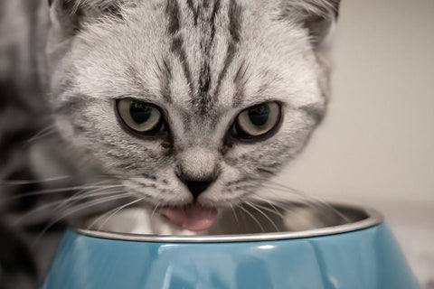 A cat lapping out of a bowl.
