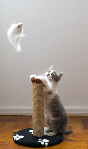 A cat playing with a post and toy.