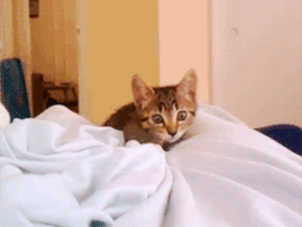 An animated image of a kitten on a bed.