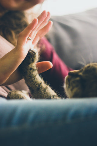 A human hand and cat paw fiving each other.