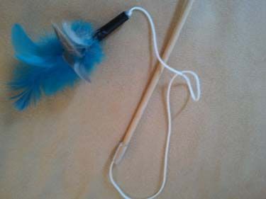 A cat toy with a feather on a string.