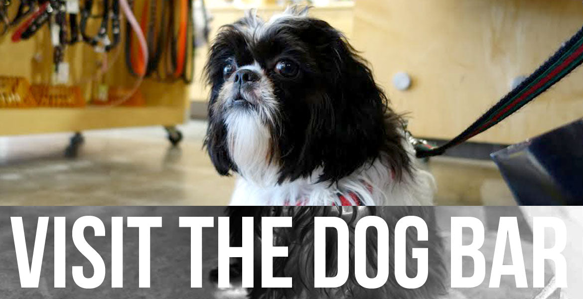 Visit The Dog Bar