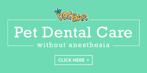 Dental Cleaning Without Anesthesia
