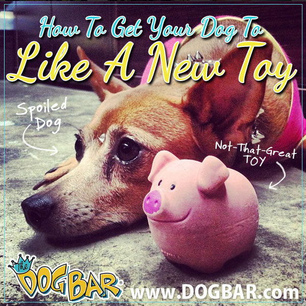 Getting A Dog To Like A Toy