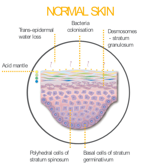 Normal Skin Cross Section | Acid mantle | Epidermis | Trans-Epidermal Water Loss