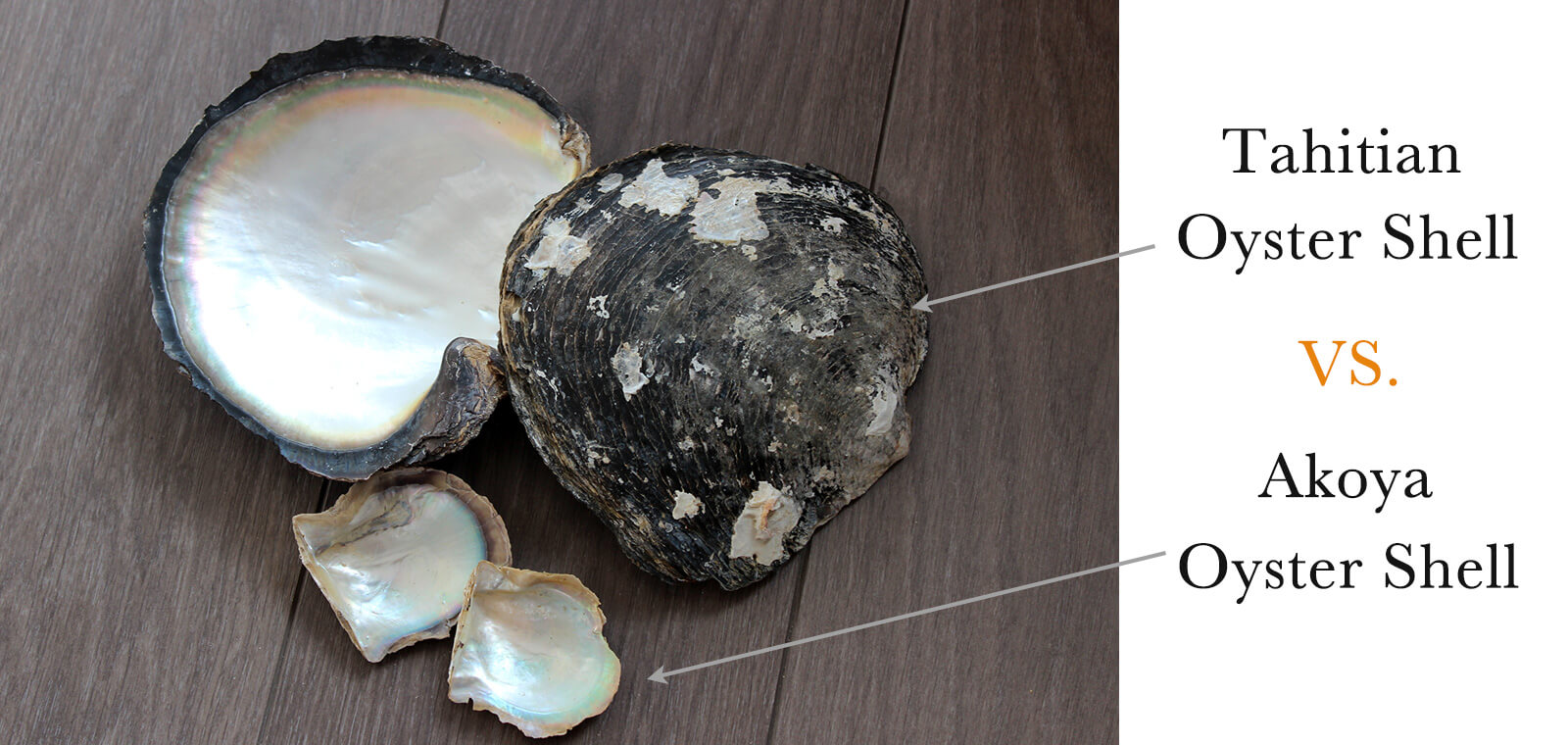 Oyster Shell Size Difference Akoya vs Tahitian Pearl