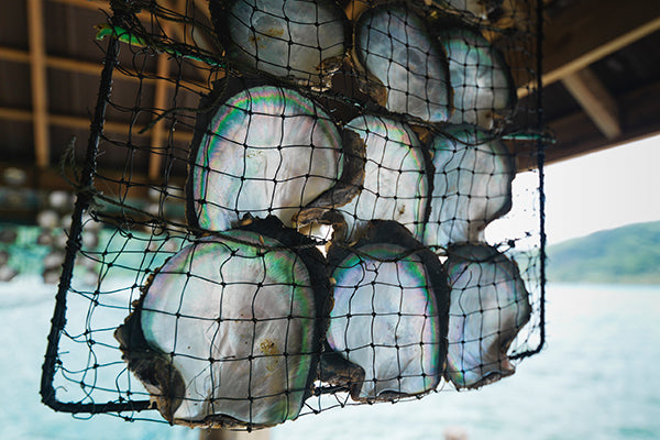 Tahitian Pearl Oysters