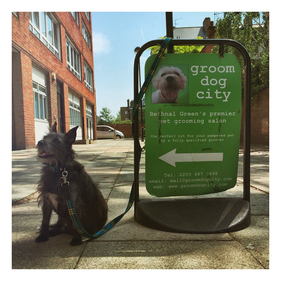 groom dog city dog groomers east london 