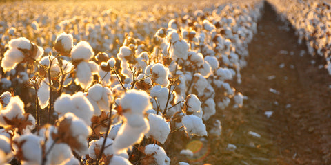 organic cotton sheets, organic cotton farmers, 100% organic cotton 