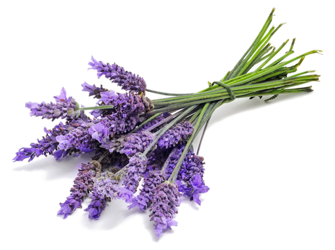 lavender essential oil for dogs