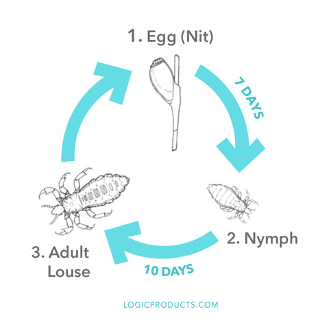 lice life cycle