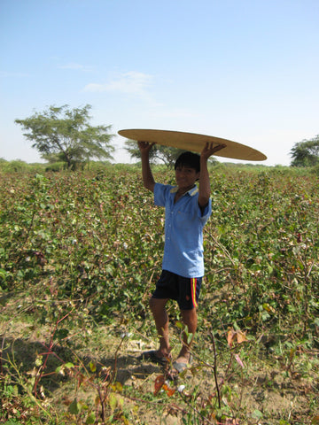 Silvania Georgia Kirkpatrick Rodolfo's son helping me research weeds on the organic cotton farm